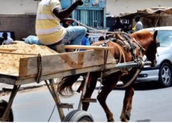 Utilisation des chevaux : Le ministère de l’Intérieur exige le respect strict de la réglementation