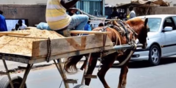 Utilisation des chevaux : Le ministère de l’Intérieur exige le respect strict de la réglementation